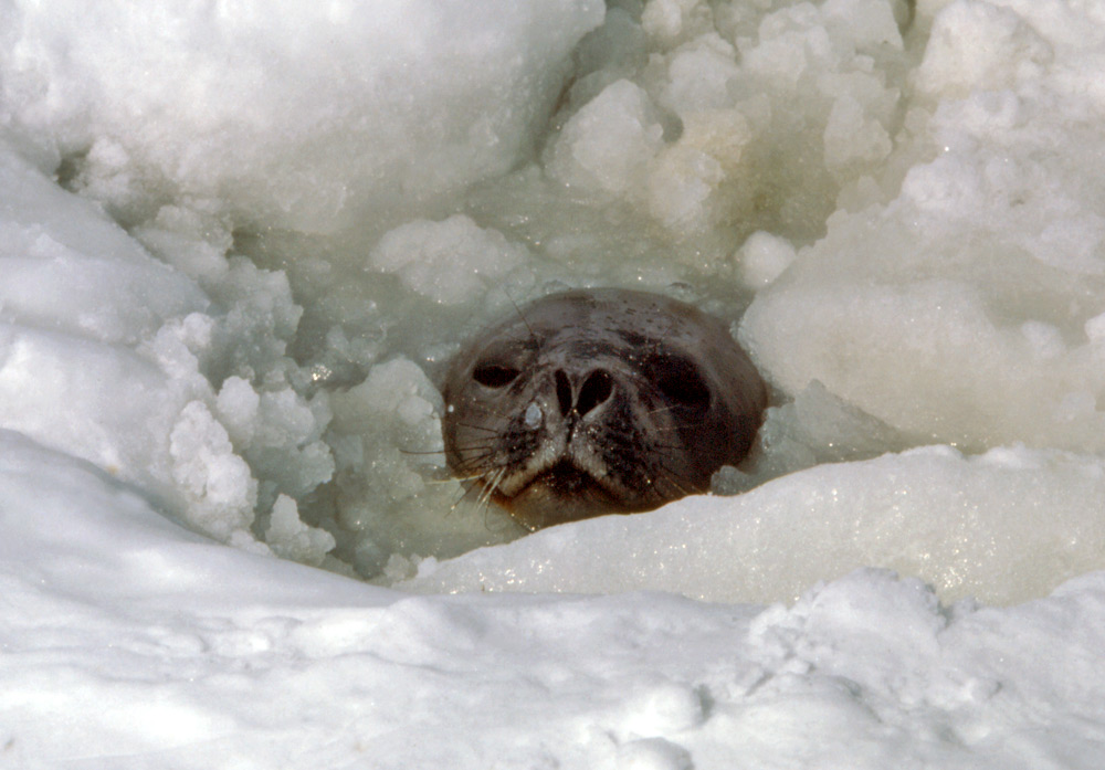 How do animals adapt to cold weather?